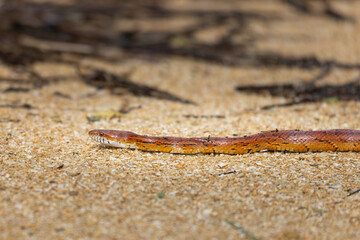 A corn snake lying on a sandy path in Florida