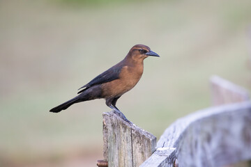 A female boat-tailed grackle perched on a fence with a clean background