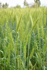 Green wheat field close up image, Green Wheat whistle, Wheat bran fields, agriculture, wheat field Pakistan, closeup of green cereal field