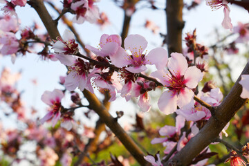 Beautiful Pink Peach Blossoms in a Garden, Pink Peach Flowers Blooming on Peach Tree, Beautiful peach flowers close up - as background, Flowering branch of fruit flower closeup
