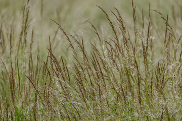 grass in the wind