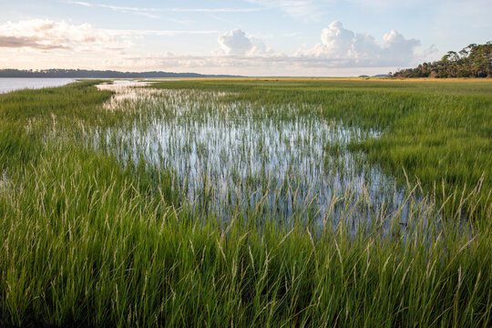 A low view of the tidal marsh along the Tolomato River