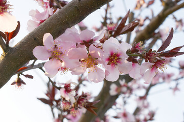 Beautiful Pink Peach Blossoms in a Garden, Pink Peach Flowers Blooming on Peach Tree, Beautiful...