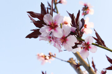 Beautiful Pink Peach Blossoms in a Garden, Pink Peach Flowers Blooming on Peach Tree, Beautiful...