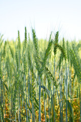 Green wheat field close up image, Green Wheat whistle, Wheat bran fields, agriculture, wheat field Pakistan, closeup of green cereal field