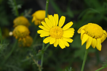 Bright Yellow Crown Daisy, Close-up of a Bright yellow crown daisy flower, blooming in nature, Close-up shot of beautiful yellow Crown Daisy flower (Chrysanthemum coronarium), Crown Daisy,