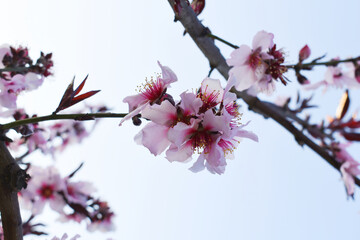 Beautiful Pink Peach Blossoms in a Garden, Pink Peach Flowers Blooming on Peach Tree, Beautiful...