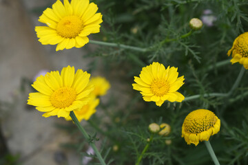 Bright Yellow Crown Daisy, Close-up of a Bright yellow crown daisy flower, blooming in nature, Close-up shot of beautiful yellow Crown Daisy flower (Chrysanthemum coronarium), Crown Daisy,