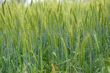 Green wheat field close up image, Green Wheat whistle, Wheat bran fields, agriculture, wheat field...