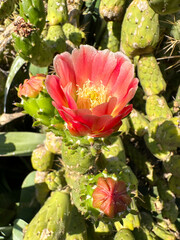 Vibrant red cactus flower with a yellow core blooms surrounded by spiky green pads and natural...