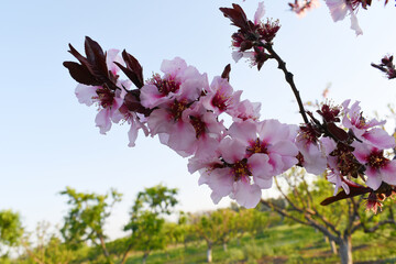 Beautiful Pink Peach Blossoms in a Garden, Pink Peach Flowers Blooming on Peach Tree, Beautiful peach flowers close up - as background, Flowering branch of fruit flower closeup