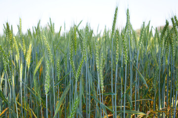 Green wheat field close up image, Green Wheat whistle, Wheat bran fields, agriculture, wheat field Pakistan, closeup of green cereal field