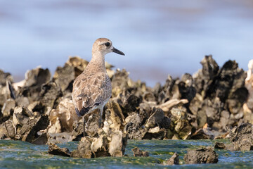 A black-bellied plover standing in an oyster bed on the Tolomato River