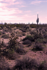 Landscape Sonoran Desert Arizona