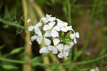 Beautiful white Radish Flower. Radish flower bloom. Closeup radish flower with green leaves in the spring, also known by its common name Virginia stock. Radish flower blooming in nature