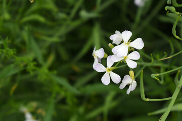 Beautiful white Radish Flower. Radish flower bloom. Closeup radish flower with green leaves in the spring, also known by its common name Virginia stock. Radish flower blooming in nature