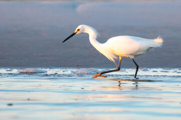 A snowy egret in shallow water in the early morning light at Matanzas River