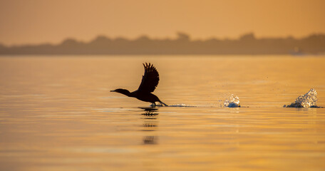 A silhouetted double-crested cormorant taking off at sunrise at the St. Augustine Inlet
