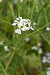Beautiful white Radish Flower. Radish flower bloom. Closeup radish flower with green leaves in the spring, also known by its common name Virginia stock. Radish flower blooming in nature