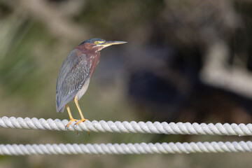 A green heron standing on rope with a clean background