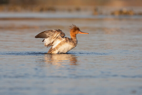 A red-breasted merganser caught in the act of flapping its wings while swimming on the Matanzas River