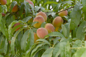 Fresh young unripe Peach fruits on a tree branch with leaves closeup, A bunch of unripe Peaches on a branch, beautiful delicious fruit peaches on the tree, peach fruits grow on a peach tree branch