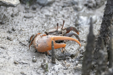An Atlantic mangrove fiddler crab