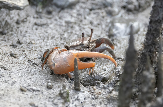 An Atlantic mangrove fiddler crab