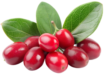 Lingaro Berry (Elaeagnus) generative ai