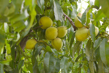 Fresh young unripe Peach fruits on a tree branch with leaves closeup, A bunch of unripe Peaches on a branch, beautiful delicious fruit peaches on the tree, peach fruits grow on a peach tree branch