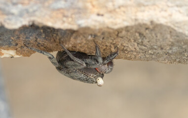 A mangrove tree crab clinging upside down on a dock at a marina in Florida