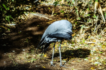 A beautiful demoiselle crane preens its feathers	
