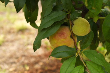 Fresh young unripe Peach fruits on a tree branch with leaves closeup, A bunch of unripe Peaches on...
