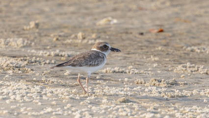 A single Wilson's plover walking on a sandy beach in Florida, closeup