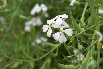 Beautiful white Radish Flower. Radish flower bloom. Closeup radish flower with green leaves in the spring, also known by its common name Virginia stock. Radish flower blooming in nature