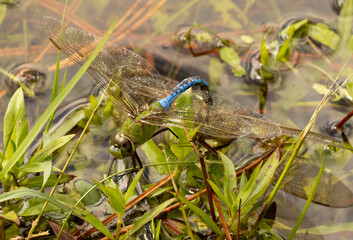 A common green darner dragonfly perched on vegetation in a pond in Florida