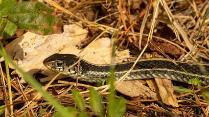 An eastern garter snake in the grass in Florida