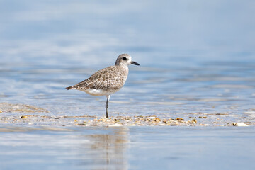 A black-bellied plover standing on some sand surround by water in Florida