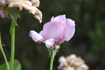 Beautiful lady pink rose flower closeup in garden, A very beautiful lady pink rose flower bloomed on the rose tree, Rose flower closeup, bloom flowers, Natural spring flower, Natural floral background
