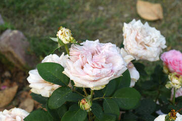 Beautiful lady pink rose flower closeup in garden, A very beautiful lady pink rose flower bloomed on the rose tree, Rose flower closeup, bloom flowers, Natural spring flower, Natural floral background
