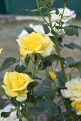 Beautiful yellow rose flower closeup in garden, A very beautiful rose flower bloomed on the rose tree, Rose flower, bloom flowers, Natural spring flower, Nature floral background,