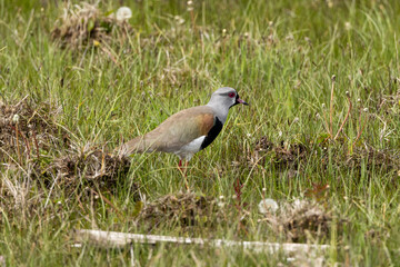 A southern lapwing (Vanellus chilensis) walking through the grass in Tierra del Fuego