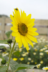 Closeup of a sunflower growing in a field of sunflowers during a nice sunny summer day, Sunflower natural background. flower blooming, Beautiful field of blooming sunflowers, Chakwal, Punjab, Pakistan