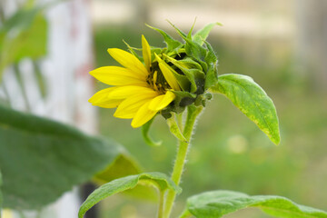 Closeup of a sunflower growing in a field of sunflowers during a nice sunny summer day, Sunflower natural background. flower blooming, Beautiful field of blooming sunflowers, Chakwal, Punjab, Pakistan