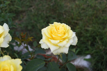 Beautiful yellow rose flower closeup in garden, A very beautiful rose flower bloomed on the rose tree, Rose flower, bloom flowers, Natural spring flower, Nature floral background,