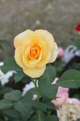 Beautiful yellow rose flower closeup in garden, A very beautiful rose flower bloomed on the rose tree, Rose flower, bloom flowers, Natural spring flower, Nature floral background,