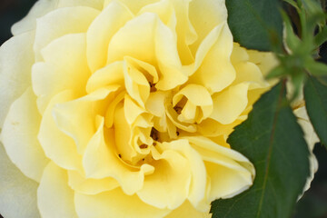 Beautiful yellow rose flower closeup in garden, A very beautiful rose flower bloomed on the rose tree, Rose flower, bloom flowers, Natural spring flower, Nature floral background,