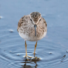 Least sandpiper in the salt marsh standing in shallow water and looking at the camera