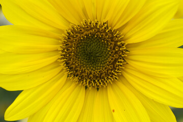 Closeup of a sunflower growing in a field of sunflowers during a nice sunny summer day, Sunflower natural background. flower blooming, Beautiful field of blooming sunflowers, Chakwal, Punjab, Pakistan