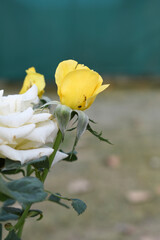 Beautiful yellow rose flower closeup in garden, A very beautiful rose flower bloomed on the rose tree, Rose flower, bloom flowers, Natural spring flower, Nature floral background,